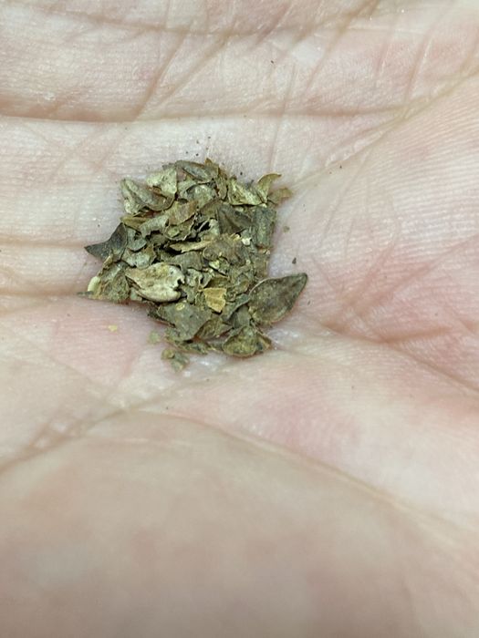 Ervinha de gato catnip