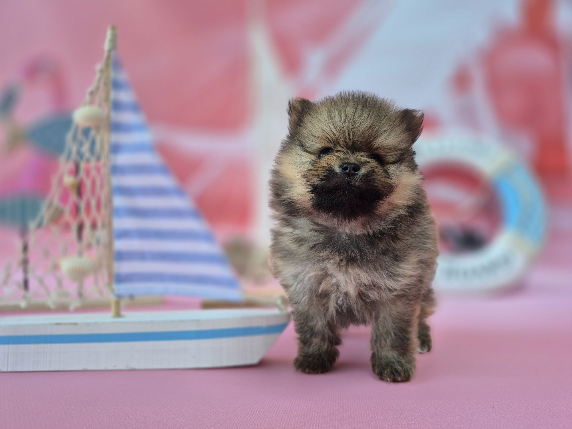 piesek szpic miniaturowy pomeranian dostępny do rezerwacji