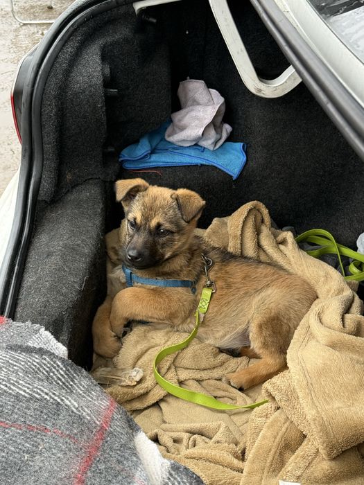 Віддам в добрі руки безкоштовно