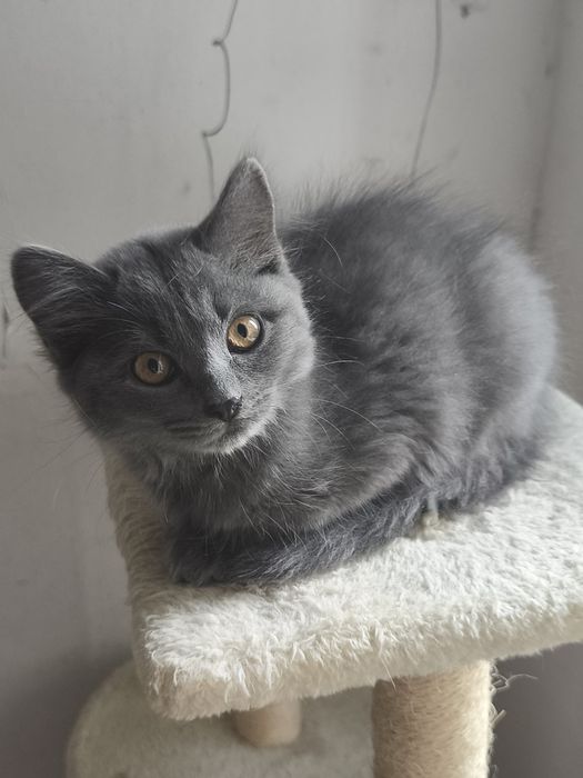 Кошенята в добрі руки, котик і киця