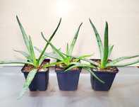 Алоэ Алое алоє Aloe декоративний сукулент суккулент агава не лечебный