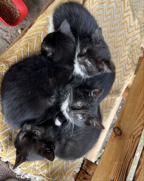 Oddam w dobre ręce kociaki