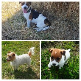 Jack Russell Terrier piesek biało- brązowy sierść złamana DANTE