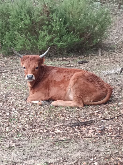 Vitela Barrosã!!