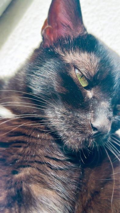 Gatinhos para adoção