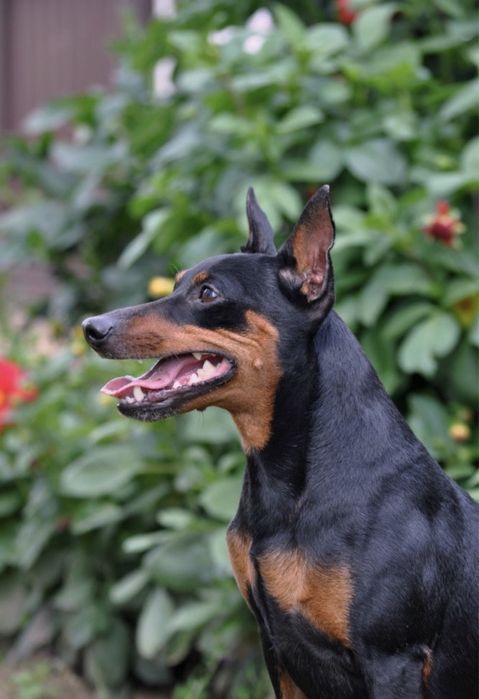 Цвергпінчер міні доберман