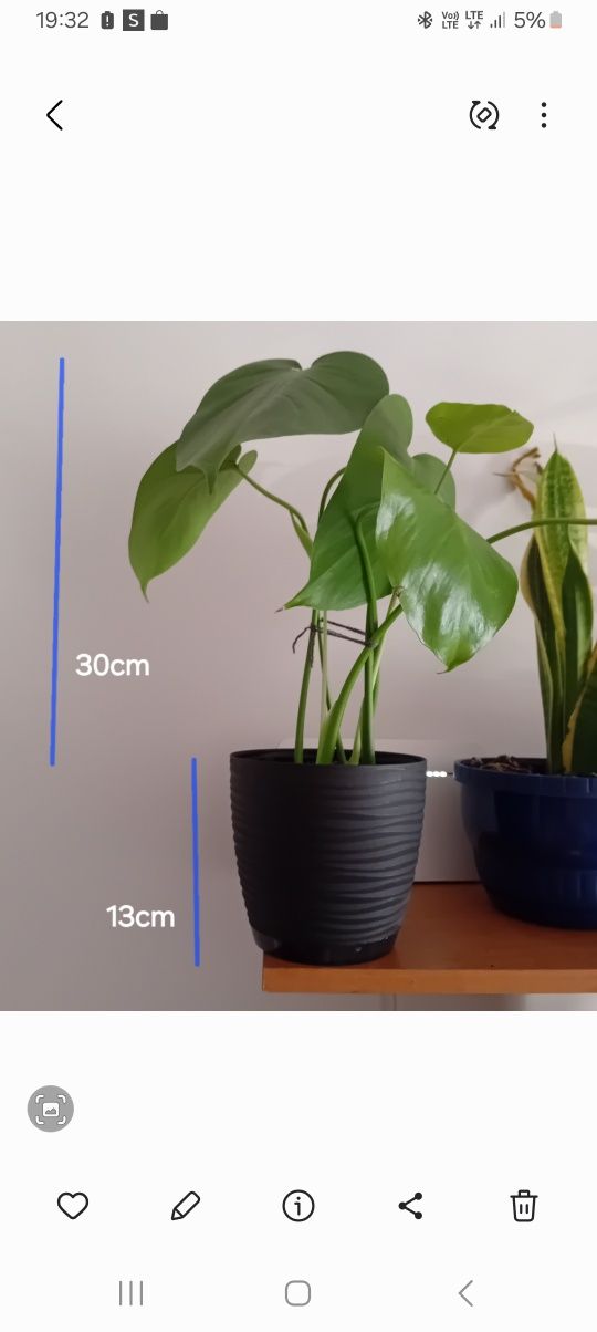 Kwiat monstera 30 cm