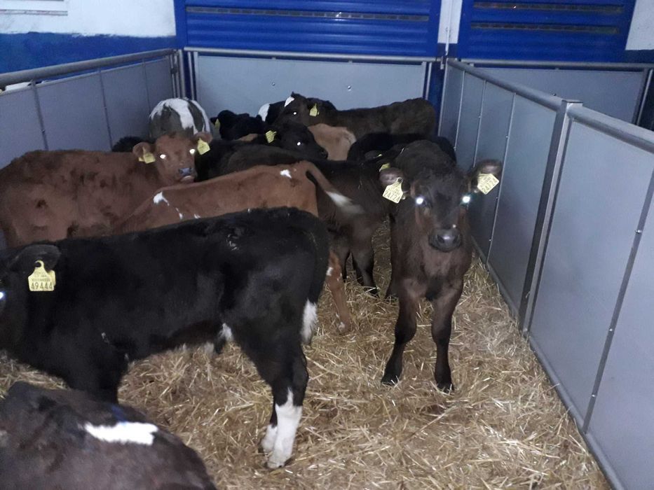 Cielęta, cielaki, byczki oraz jałówki mięsne, MM,MS,HF transport