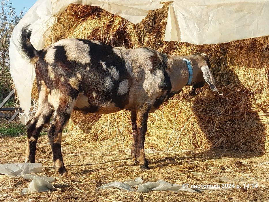 Паровка, в'язка кіз
