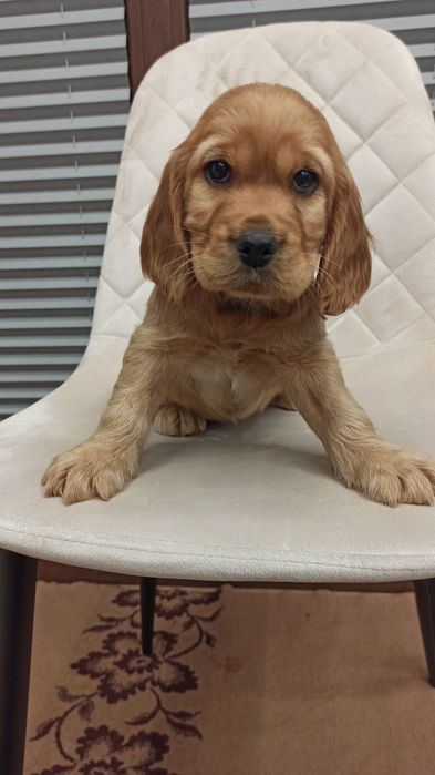 Piękny szczeniak  suczka Cocker Spaniel Angielski