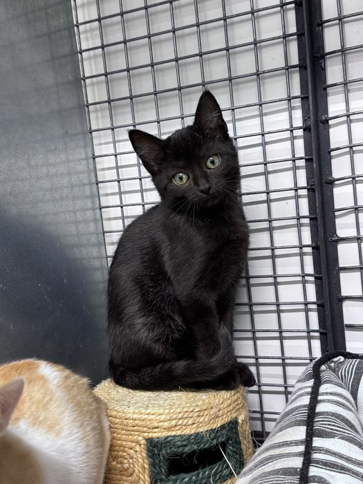 Gatinhos para adoção