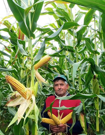 Nasiona na hektar DMS 3111 na wysokojakościową kiszonkę kukurydza