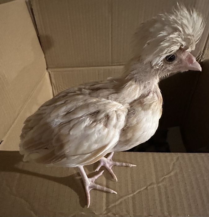 Kurczaki rasy ozdobne kura kogut silki ayam cemani