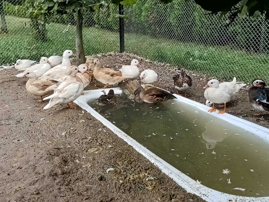 Kaczki mandarynki