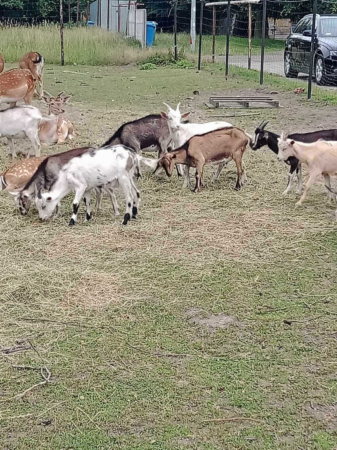 Owce ,baranki, kozy, jagnięcina, kozina Kalisz