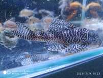 hypancistrus, plantas, peixes,escumador, luminária,