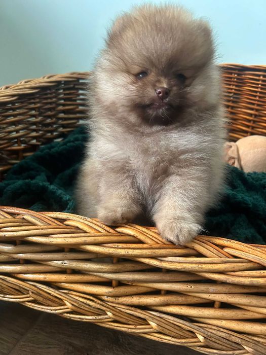 Szpic miniaturowy Pomeranian