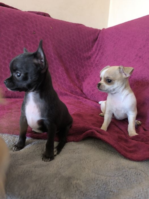 Suczka chihuahua krótkowłose