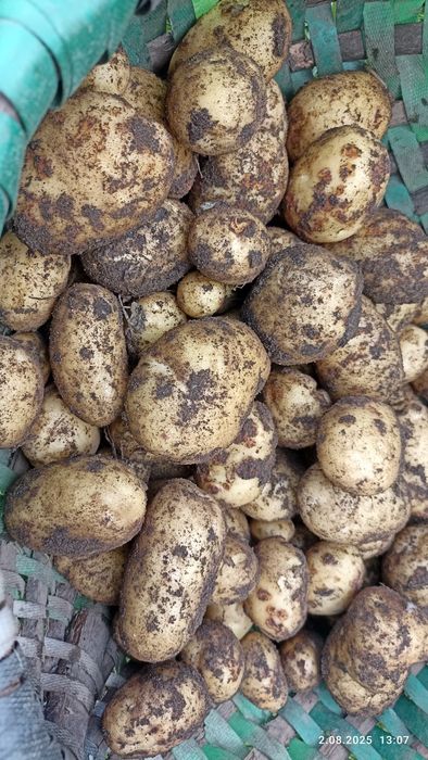 Ziemniak Denar, bez oprysków