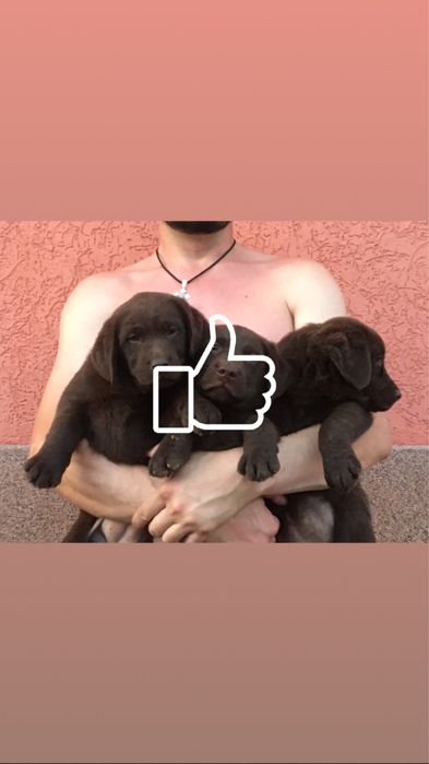 Лабрадор ретрівер BEST