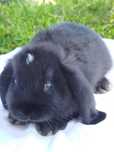 Króliczki karzełki miniaturki Mini Lop