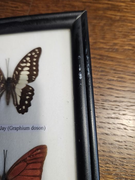 2 obrazki z prawdziwymi motylami