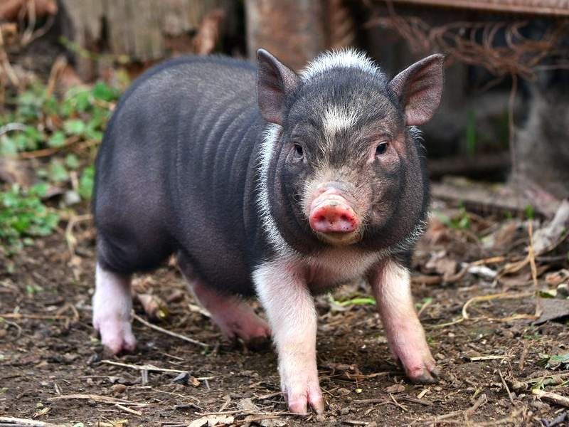 Продаємо дуже красиаих піврічних  в'єтнамських свиней і  поросят на пл