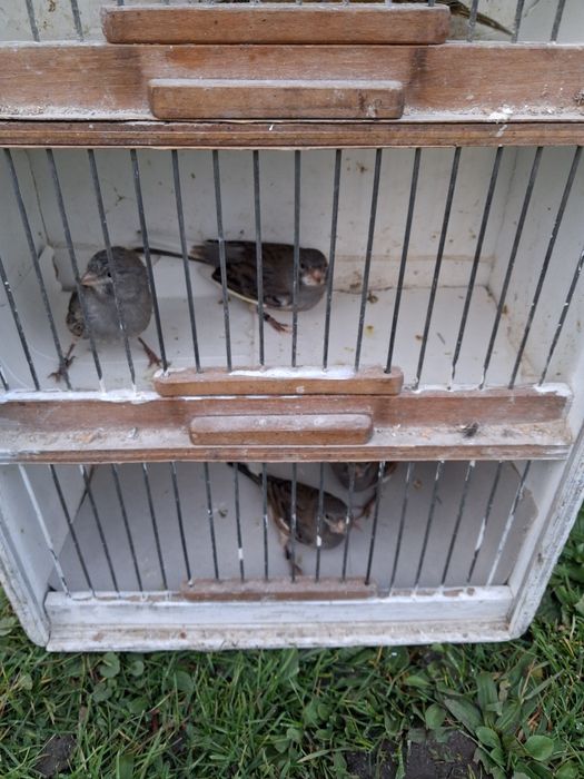 Sprzedam kanarki samce