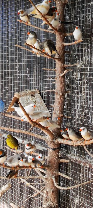 Zeberka Zeberki 2025