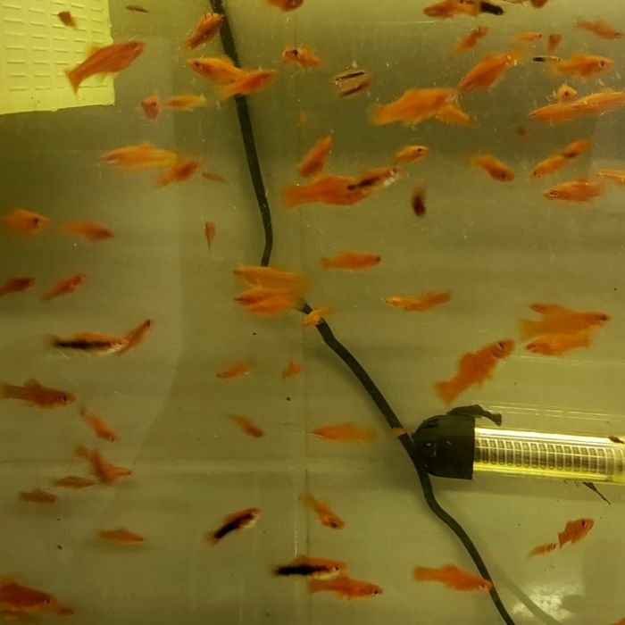 Sprzedam mieczyki młode