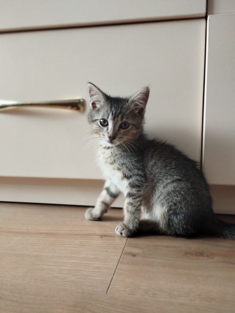 Котик безкоштовно