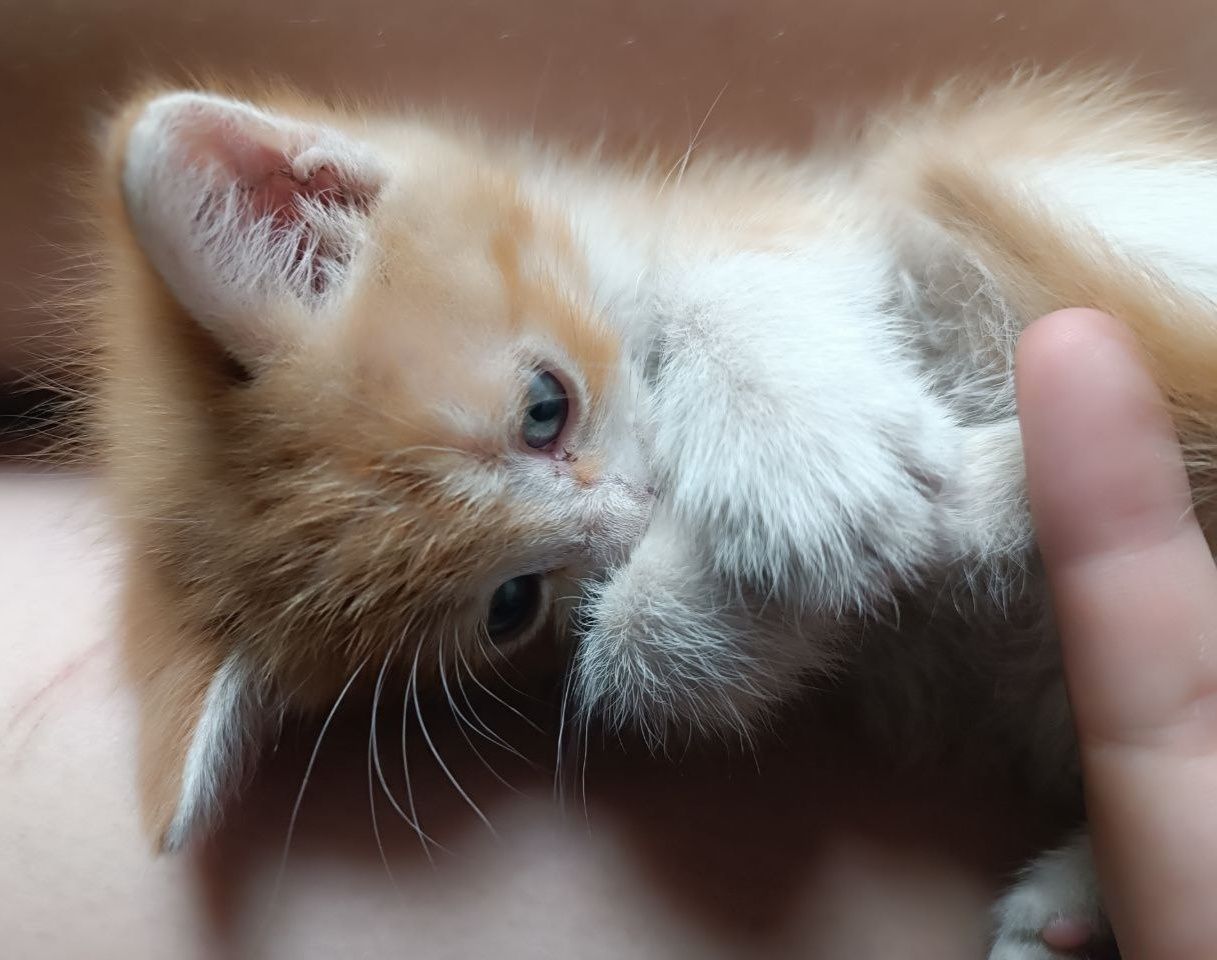 Отдаю в добрые руки рыжих котят