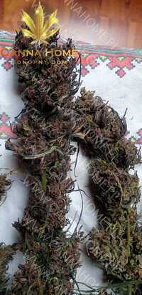 Cannabis Sativa susz top CBD CBG PURPLE konopny