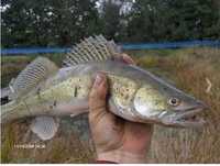 sandacz w małych ilościach dł do 10cm 1szt 15zł karp amur tołpyga