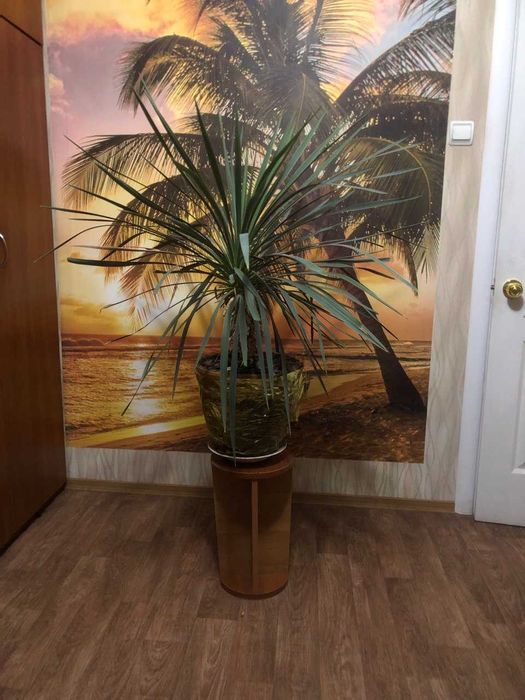 Красивая Пальма Юкка