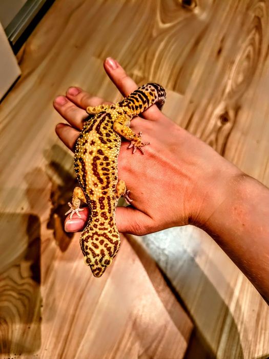 4 gekony wraz z terrariami