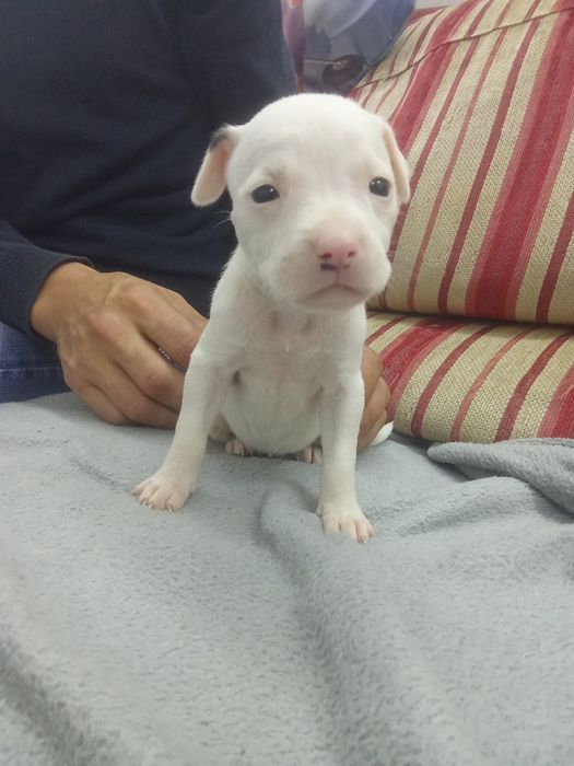 Cachorros bebe American stf