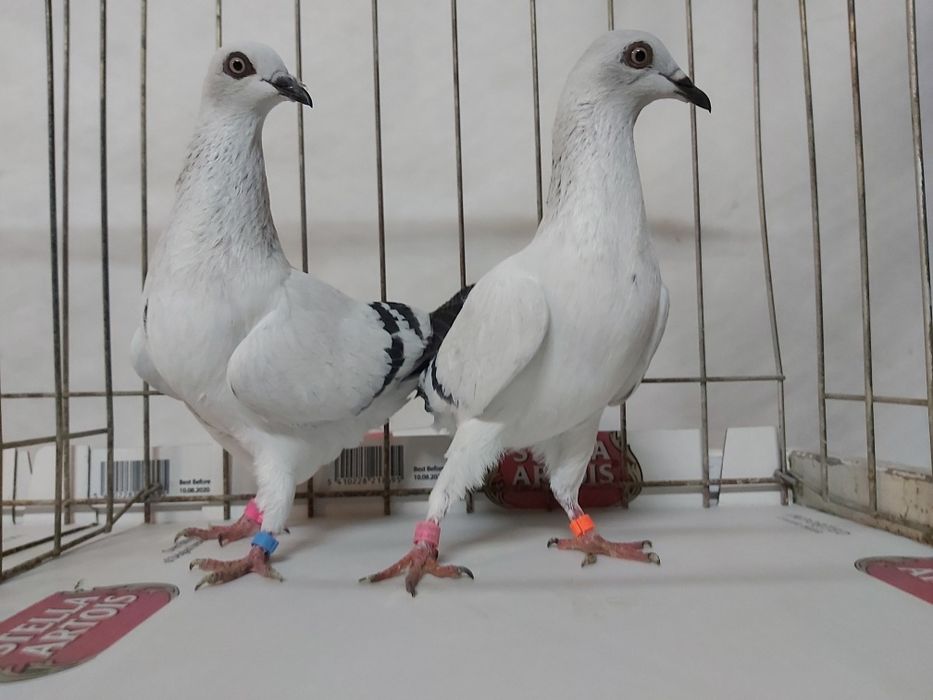 Gołębie Jasne Żałobne