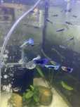 Guppy Blue Moscow (Casal)