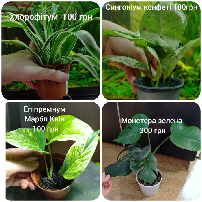 Хойї. Хлорофітум. Монстера. Сингоніум.Філодендрони . Зрізи і вкорінен