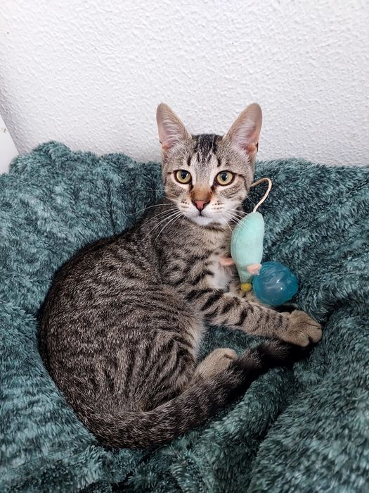 Gato meigo para adoção