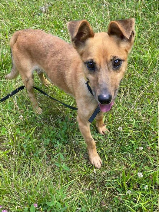 Mały i młody piesek szuka domu! Gotowy do adopcji od zaraz!