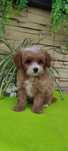Maltipoo piesek z certyfikatem pochodzenia plus paszport