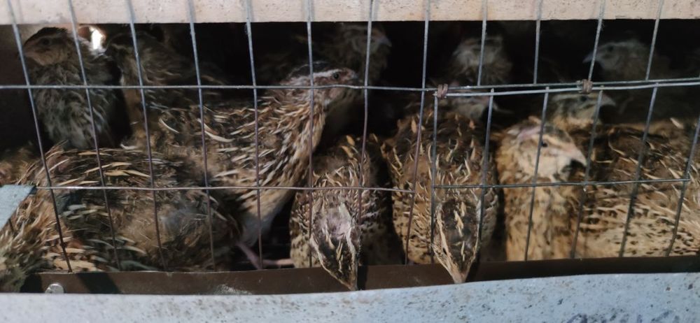 Продам яйця перепелині