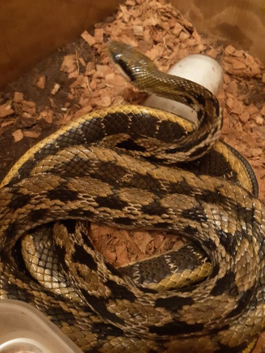 Sprzedam węża połoz smugooki, taeniurus taeniurus