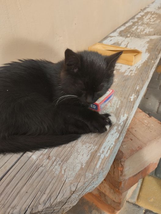 Віддам кошенят у хороші руки. Дівчинка і хлопчик