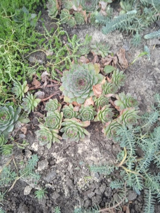 Каменная Роза.Суккулент.Молодило.Очиток.