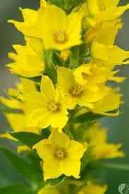 Tojeść kropkowana, zestaw 3 doniczek P9 z sadzonkami