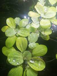 Pistia rozetkowa