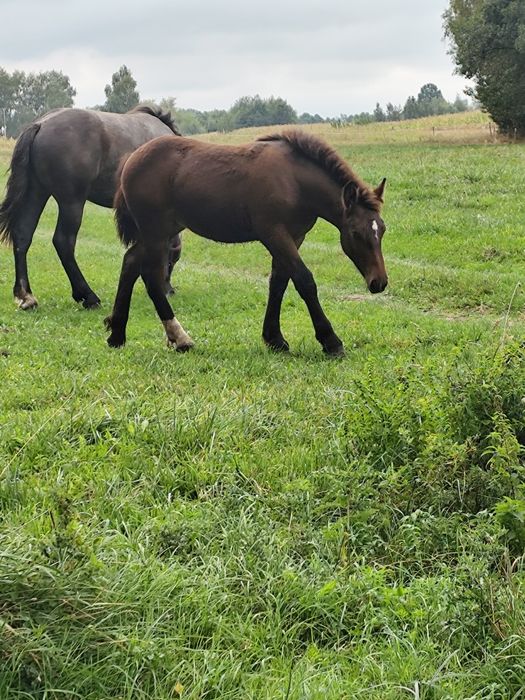 Sprzedam źrebòwke i ogierka